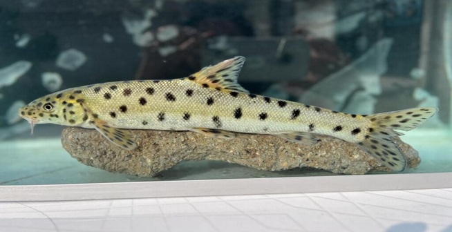 The Long-Lost ‘Legend’ Leopard Fish Found Again in Turkey’s Rivers Confirming the Stories from Locals