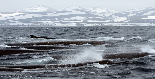 Frozen in Time: The Eternal Winter Island in Antarctica
