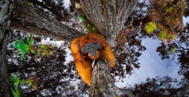 Upside Down Orangutang Is Best Photograph Winner 
