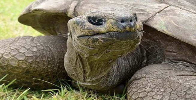 Meet the Oldest Animal Alive: A 190 Year Old Tortoise