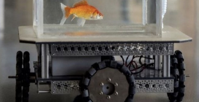Navigation skills of goldfish surprises scientists