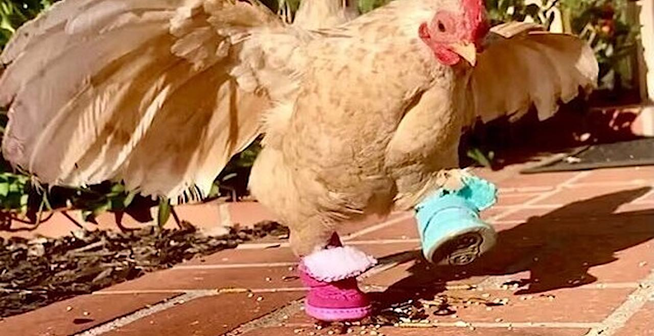 A chicken was missing toes. People sent him over 60 pairs of tiny shoes
