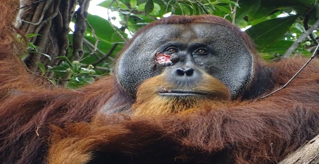 Orangutan Heals Own Wound With Medicinal Plant: First Ever Evidence of Self-Treatment