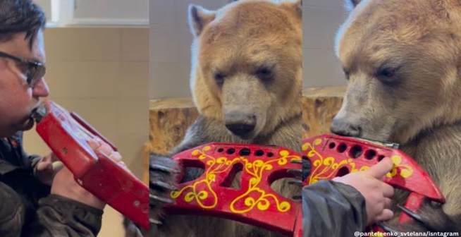 Russian man teaches bear to play harmonica; netizens react